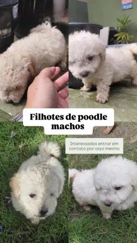 Poodle macho