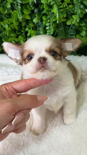 Chihuahua. Um príncipe de 4 patas, nariz marrom e pelinhos longo!!!