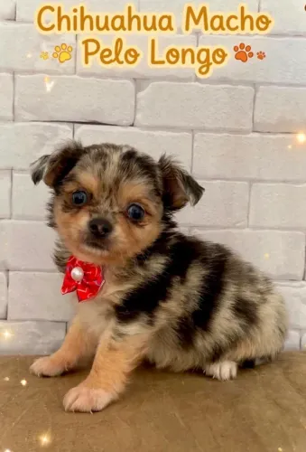 Chihuahua Merle 
