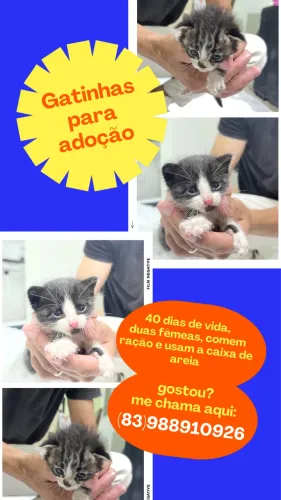 DUAS GATINHAS PARA ADOÇÃO RESPONSÁVEL!