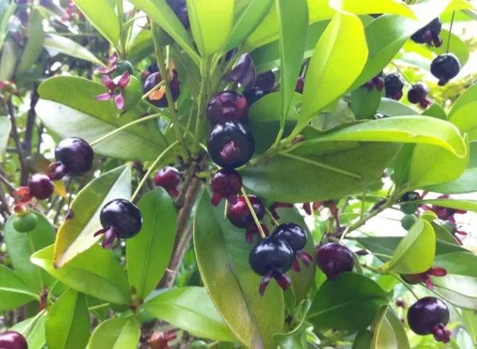 Mudas de GRUMIXAMA fruta dos nossos avós. 