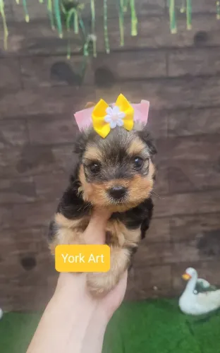 Yorkshire fêmea e macho
