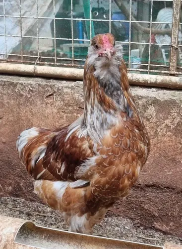 Ameraucanas