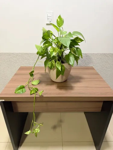 PLANTA JOBOIA- com vaso 