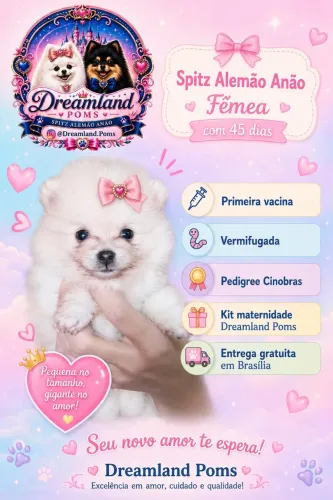 Sptiz alemão anão Fêmea 