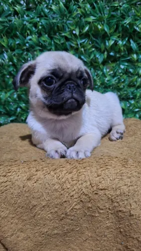 FILHOTE DE PUG ABRICOT DIA DAS CRIANCAS