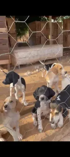 Filhotes de cães para caça!!! Ótimos para o trabalho!!!