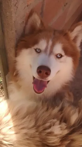 Filhotes de Husky Siberiano | Amor que se percebe no olhar.