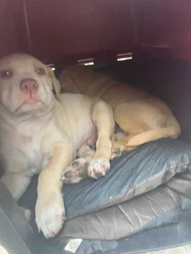 Cachorro