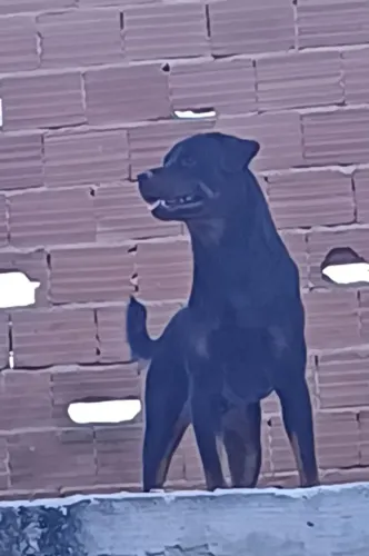 Doando rottweiler 3 anos, muito dócil 