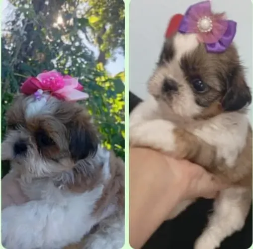 Linda Shitzu fêmea porte pequeno 