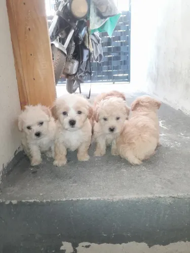 Lindos Filhotes de poodle toy
