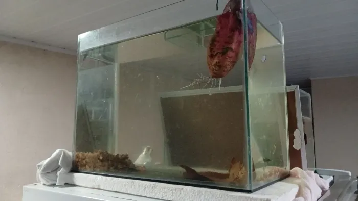 Troco aquario em gaiola de sibite 