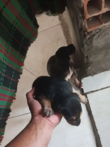 Doguinho pra doar