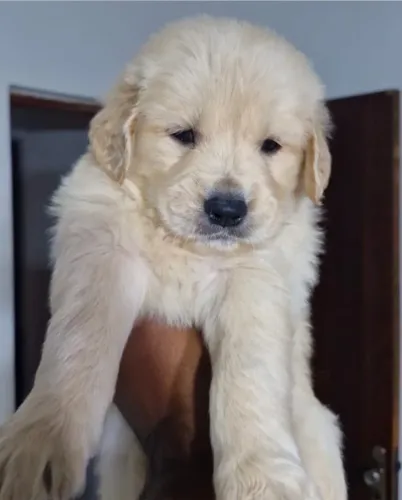 Lindos Filhotes de Golden Retriever