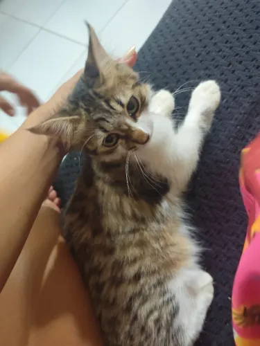 Doação de gato