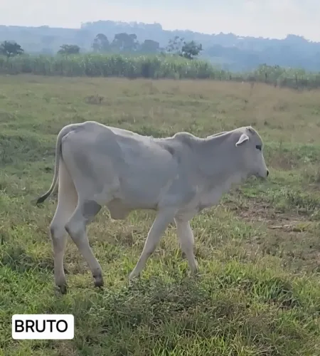 Bezerro 6 meses PO nelore - pai registrado