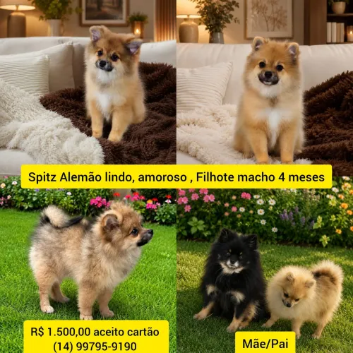 Filhote Spitz Alemão macho