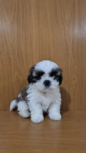 Filhote de Shih Tzu macho