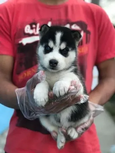 Husky Siberiano- Fêmea e macho coloração preto e branco-Dani