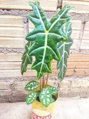 Vende se este taja 