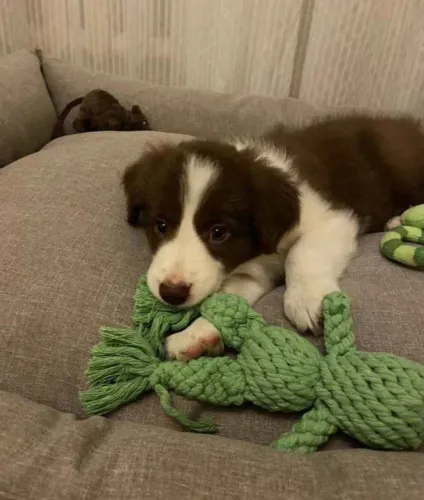 Filhote Border Collie, O presente mais especial que você pode dar a si mesmo!