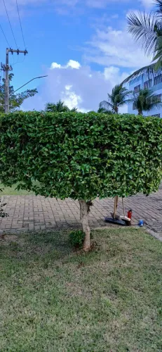 Jardinagem em geral