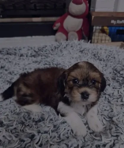 Lhasa Apso Tamanho Pequeno com ciclo de vacinas incluso