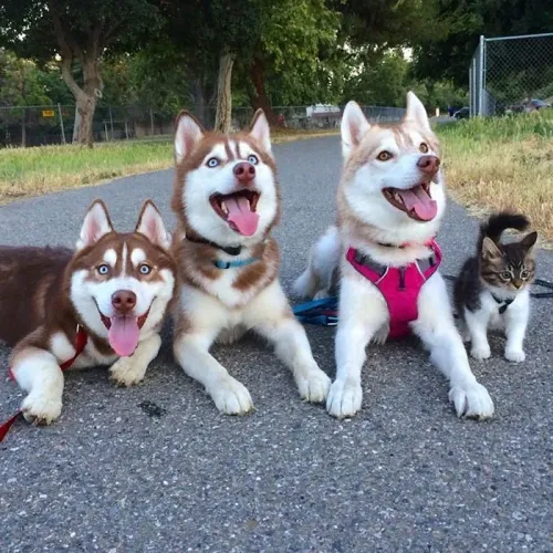 Três filhotes de Husky Siberiano fofinhos até o gato quis sair na foto
