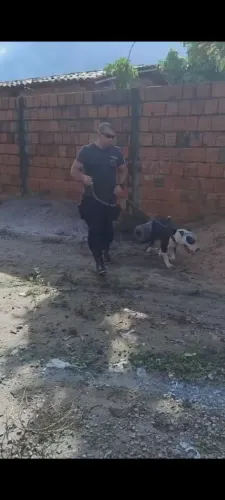 Adestrador profissional de cães 