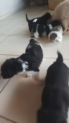 Vendo cachorrinhos de raça