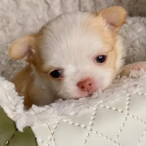 Chihuahua Charme e Personalidade em Miniatura?