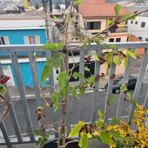 Muda de Amora Gigante e Frutífera