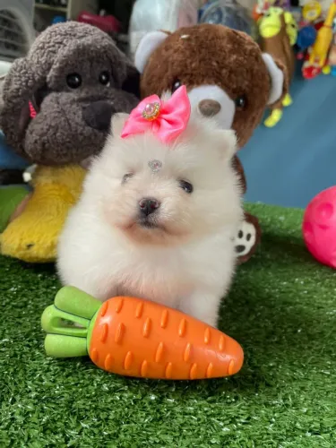 Spitz alemão fêmea na cor creme 
