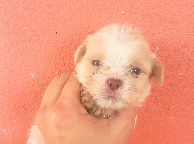 Shitzu MACHO branco com Area Disponível para reserva 