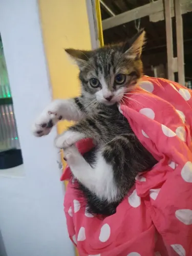 Estou doando essa gatinha fêmea 