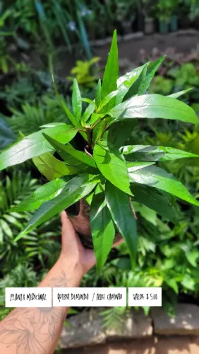 Planta Medicinal Quebra Demanda/Abre Caminho - R$5,00