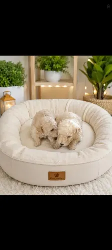 Disponível filhote de poodle toy