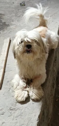 Lindos filhotes Shih Tzu