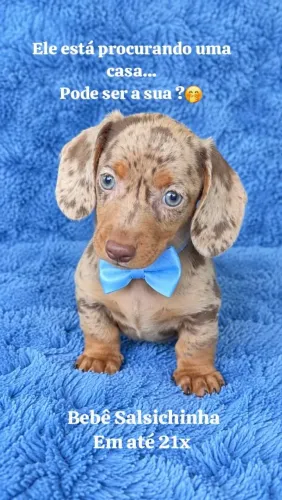 Daschund Merlin exótica alta linhagem
