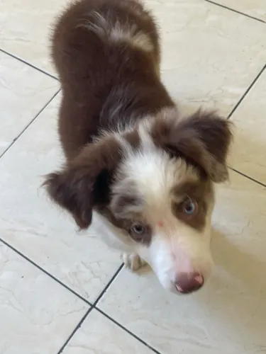 BORDER COLLIE RAÇA PURA
