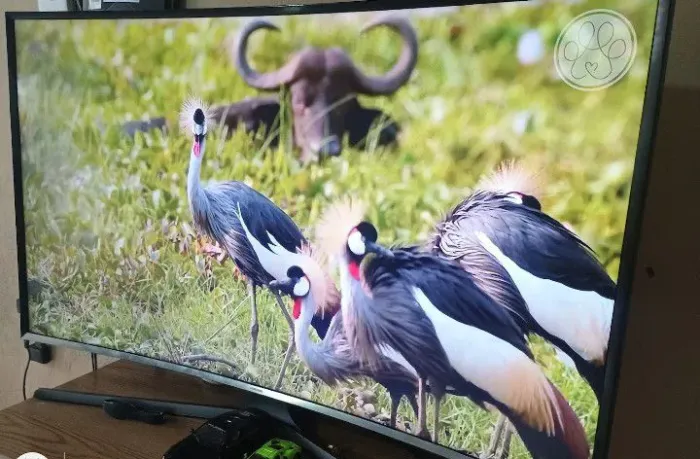 Smart Samsung 55 polegadas 4k 