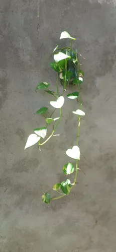 Plantas jiboia