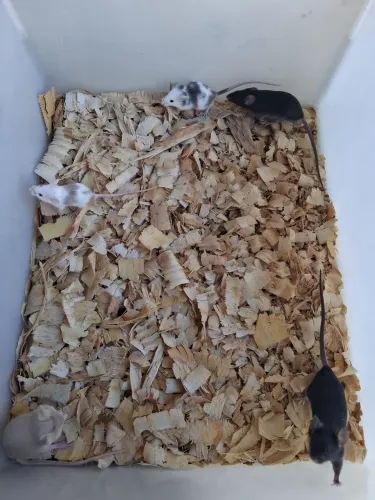 Ratos e insetos 