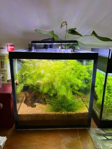 Aquário Plantado Nano Cubo 10mm
