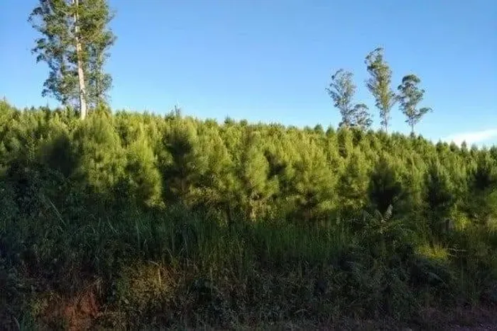 Campo Largo , Itambezinho, 106 Alqueires ou 258 Há, Reflorestamento, área plantada de 36 a