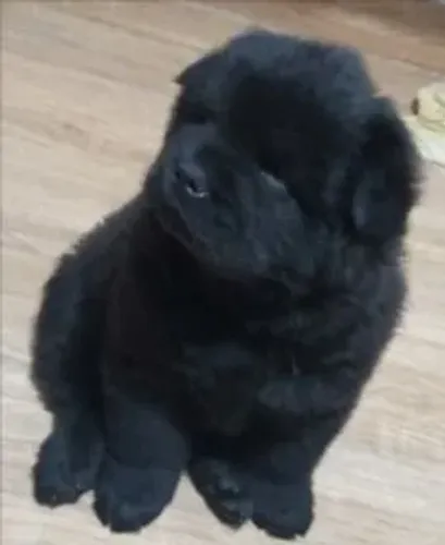 Filhotes de Chow Chow puros