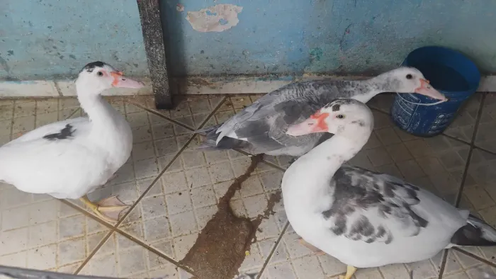 Patos