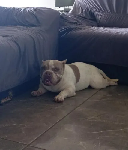 Américan Bully