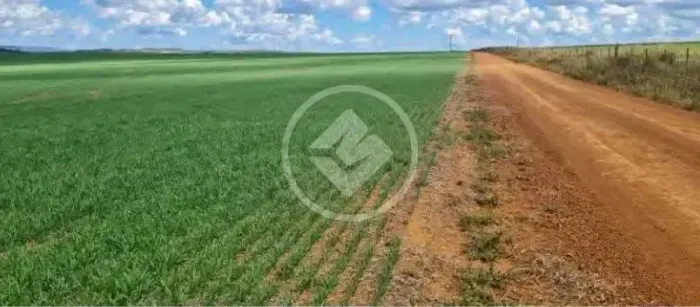 Fazenda Premium de 3.250 Hectares em São João da Aliança Alta Produtividade e Beira do As